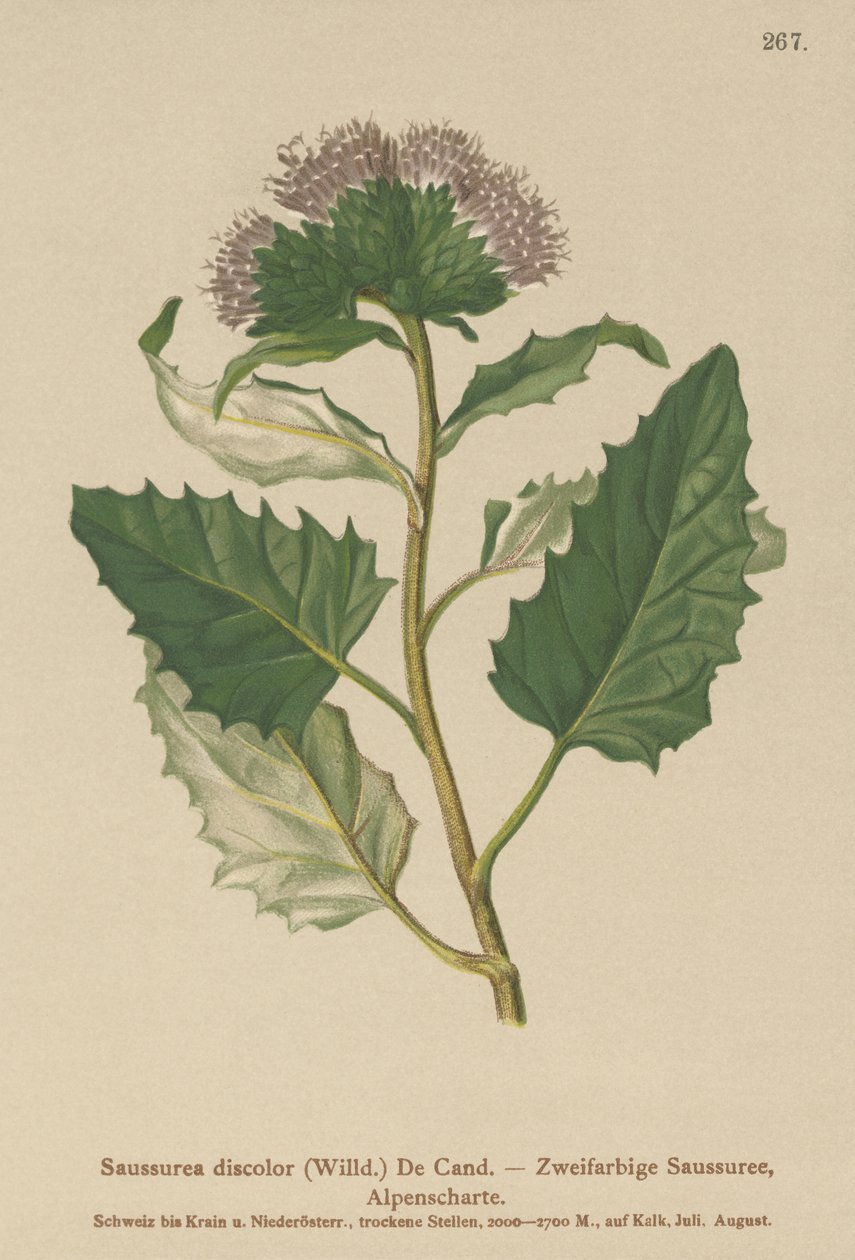 Alpin sågört (Saussurea discolor) av German School
