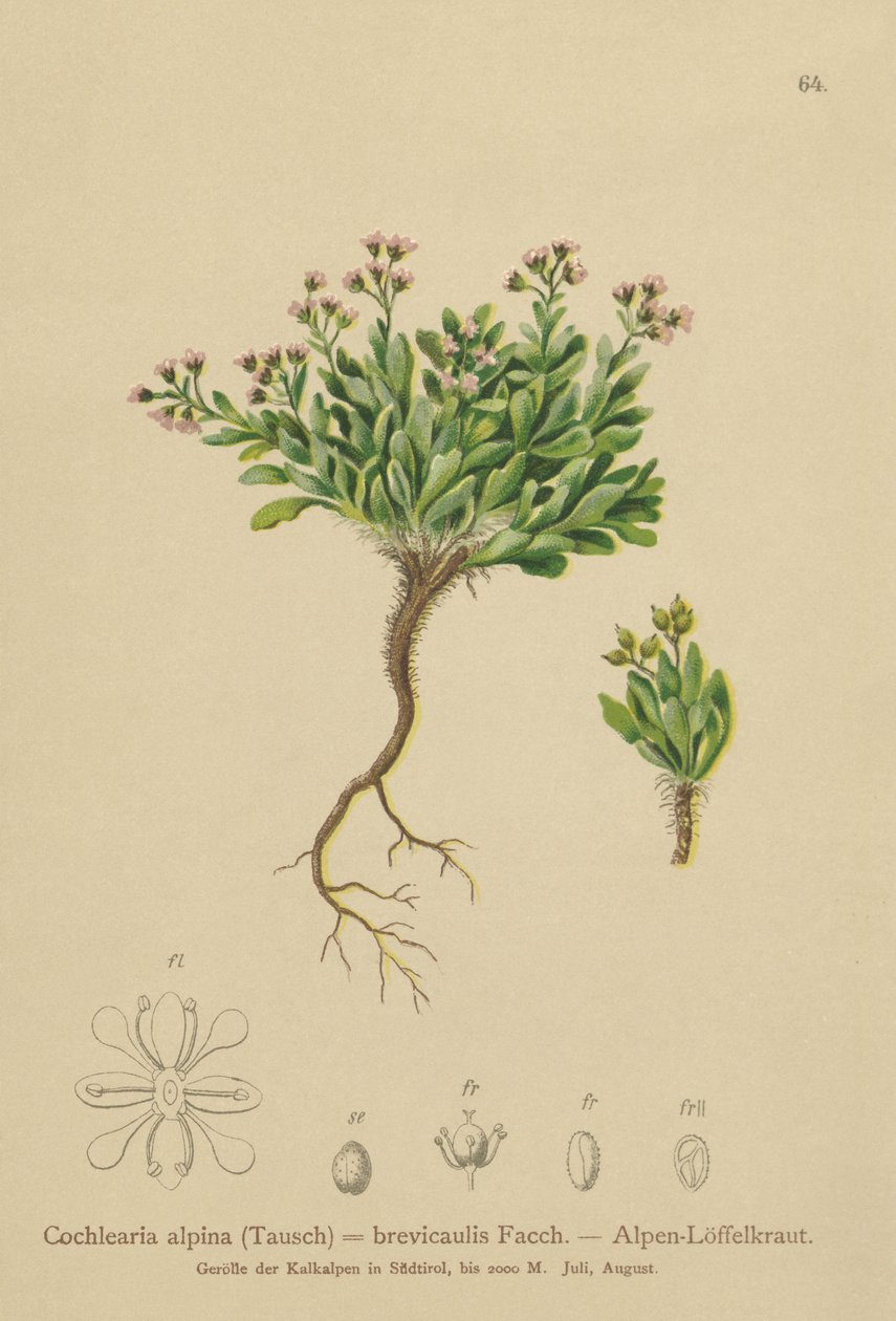 alpin skörbjugg (Cochlearia alpina, Cochlearia brevicaulis) av German School
