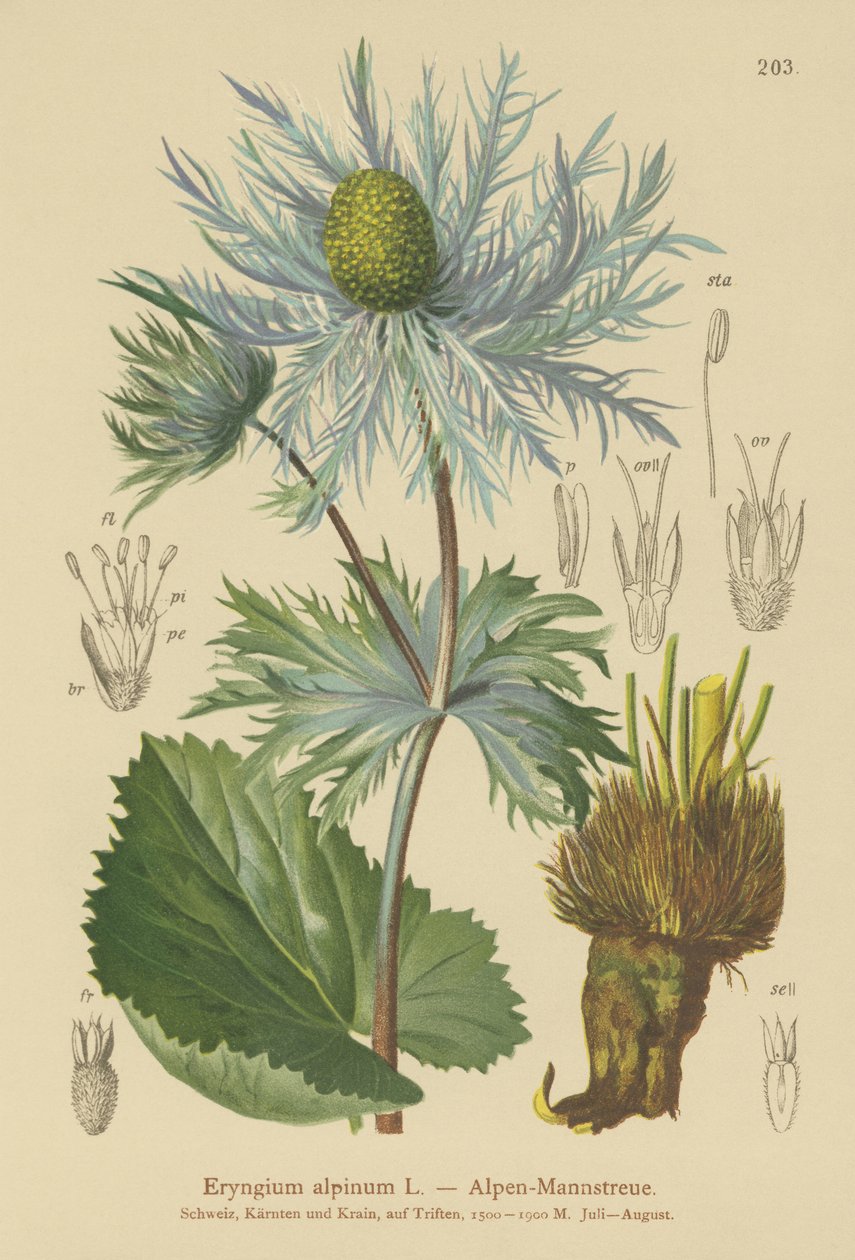 Alpin havsjärnek (Eryngium alpinum) av German School