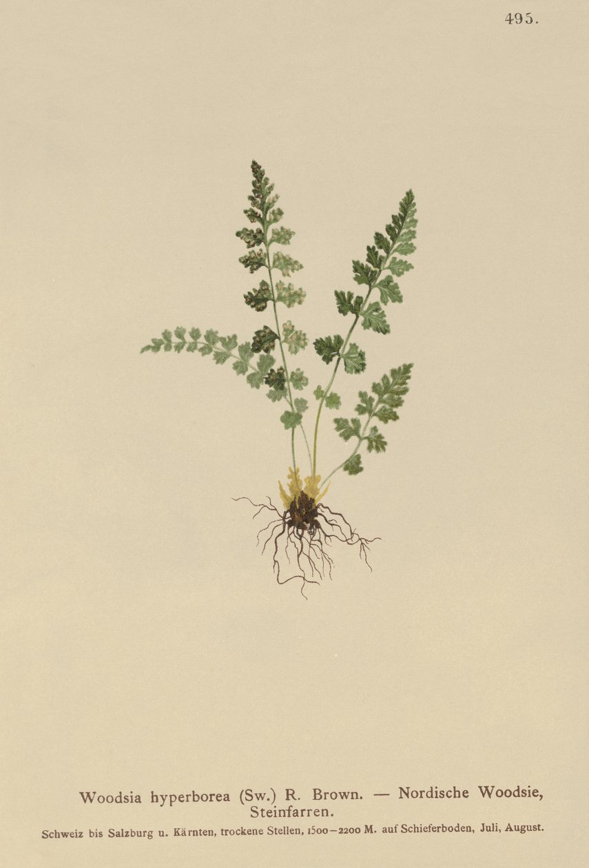 Alpine Woodsia (Woodsia alpina, Woodsia hyperborea, Woodsia intermedia, Woodsia pubescens, Acrostichum alpinum, Acrostichum hyperboreum, Ceterach alpina, Polypodium arvonicum) av German School