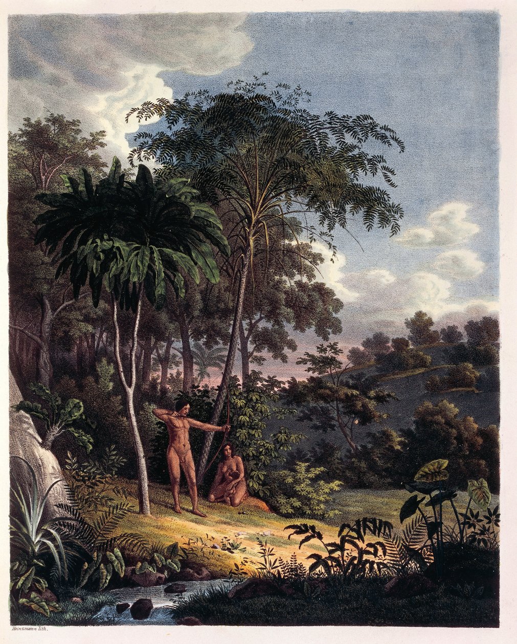 Alsophila, vattenormbunkar i Amazonas, tabell XXVIII från 