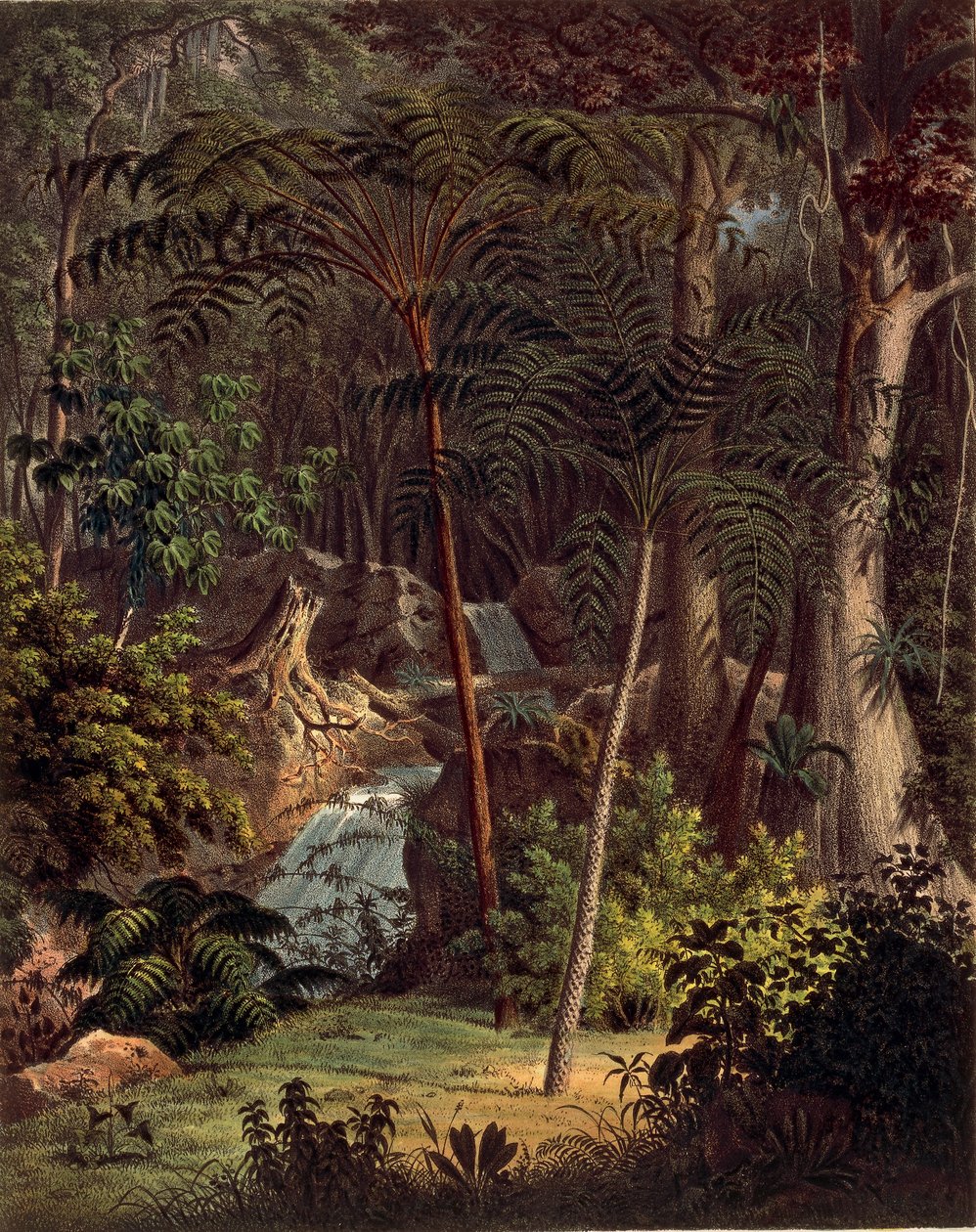 Amazonas regnskog, bord XXVII från 