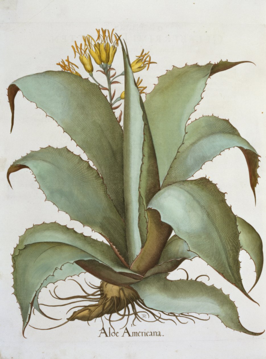 American Aloe: Aloe Americana, från Hortus Eystettensis av Basil Besler (1561-1629), pub. 1613 av German School