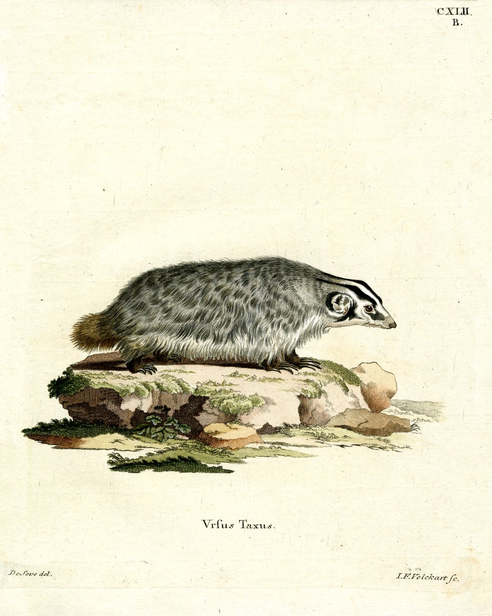 American Badger (färgad gravyr) av German School