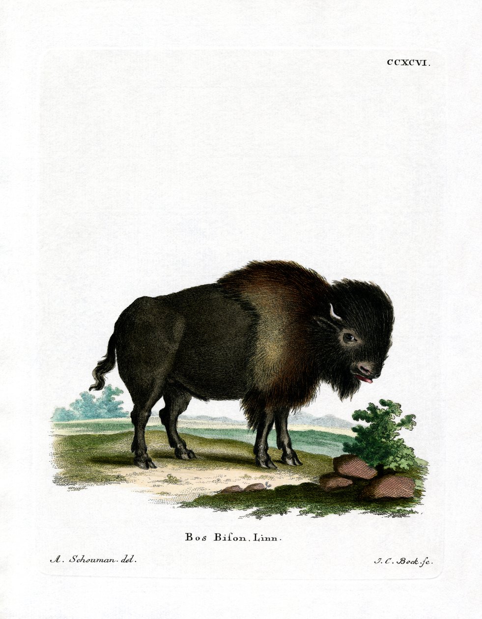 American Bison (färgad gravyr) av German School