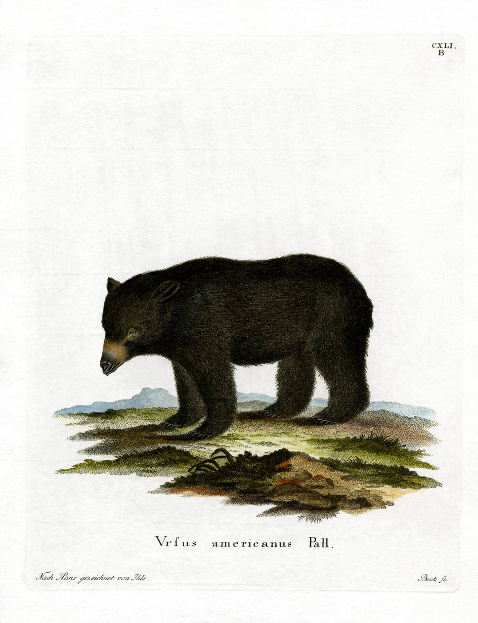 American Black Bear (färgad gravyr) av German School