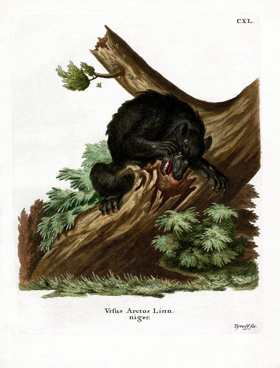American Black Bear (färgad gravyr) av German School