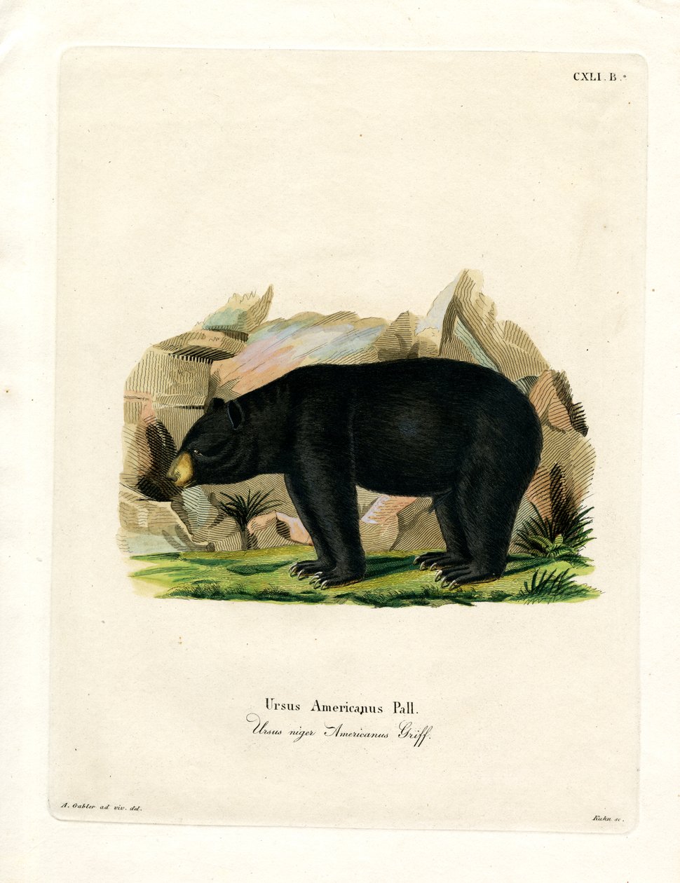American Black Bear (färgad gravyr) av German School