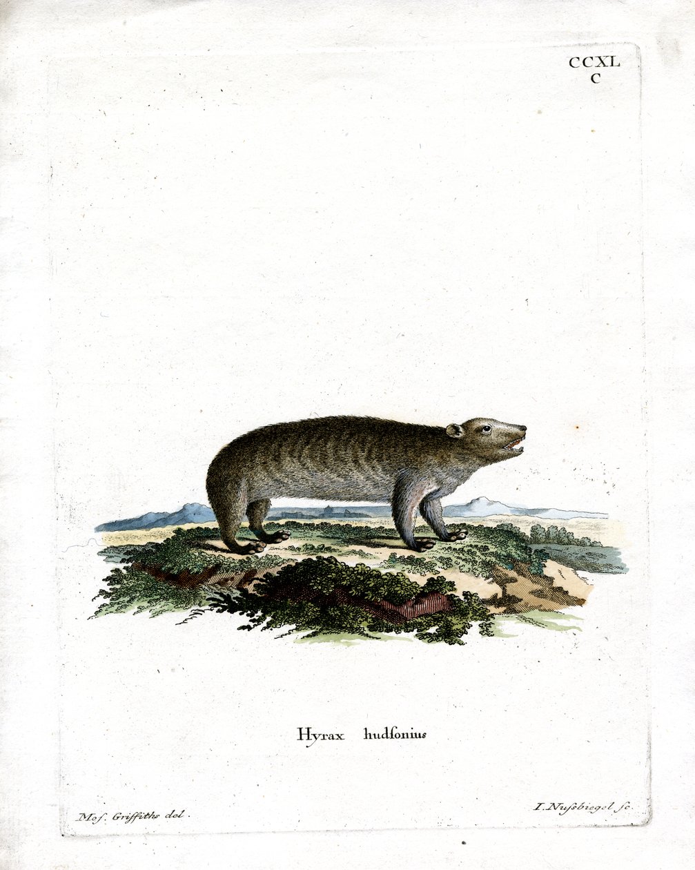 American Hyrax (färgad gravyr) av German School