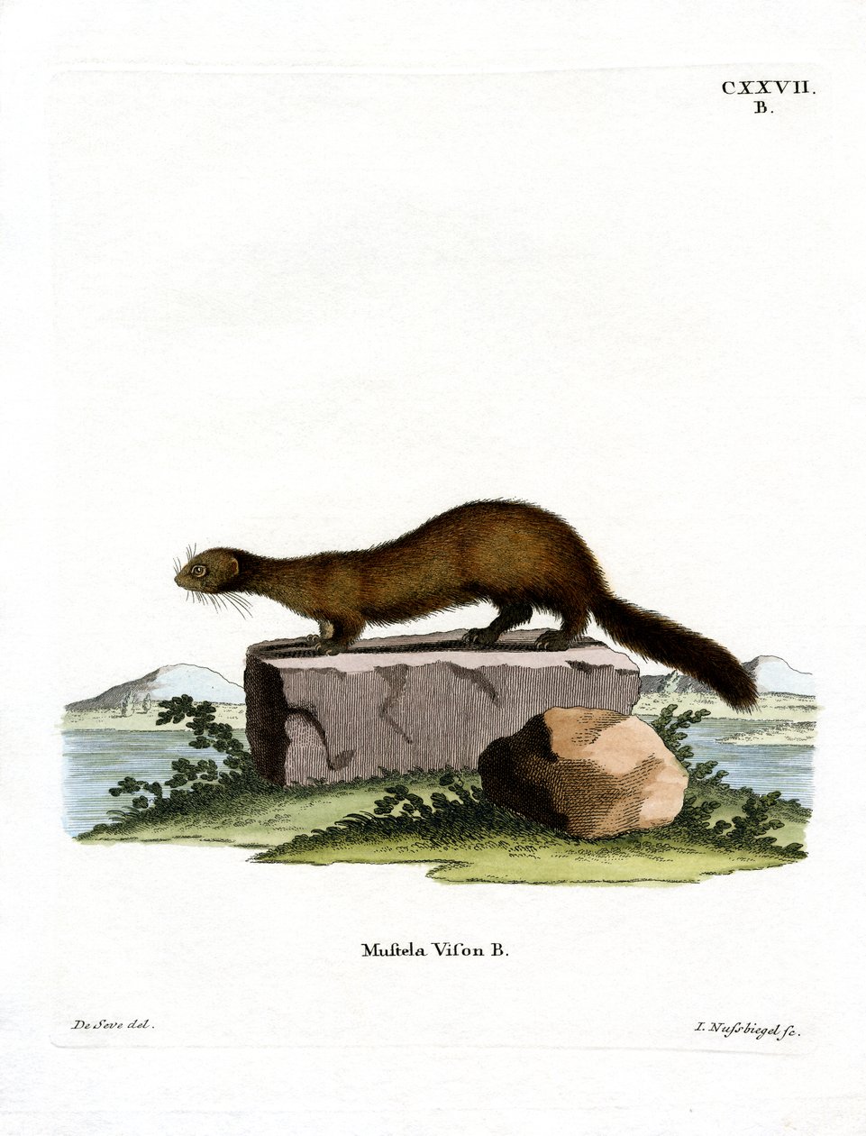 American Mink (färgad gravyr) av German School
