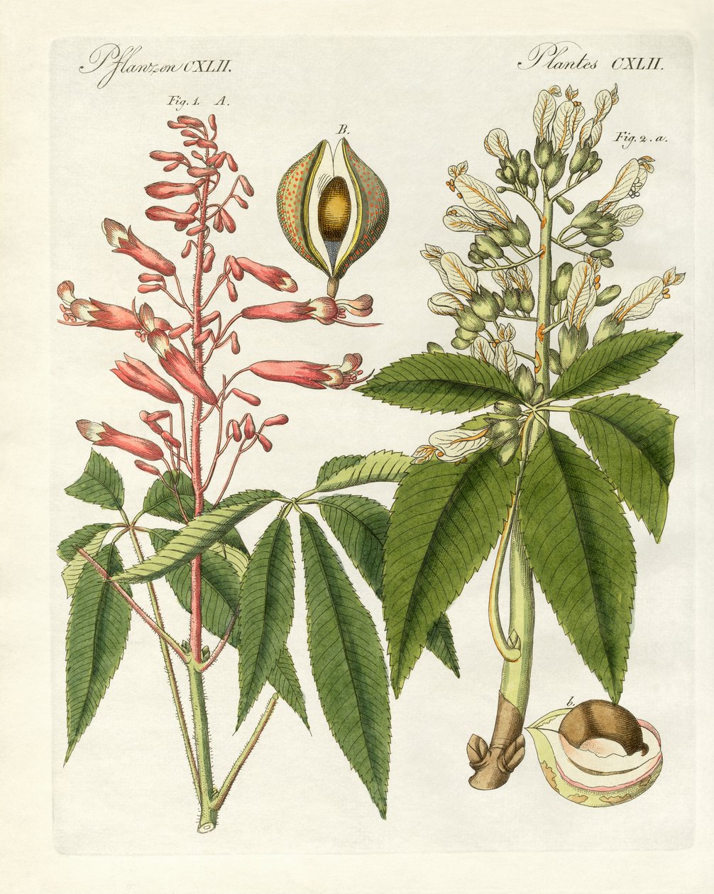 Amerikanska sorters buckeyes (färgad gravyr) av German School