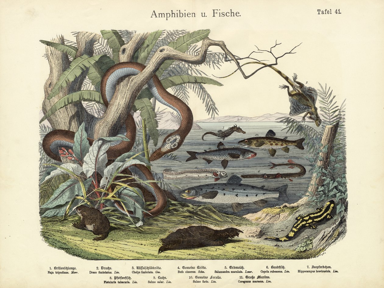 Amfibier och fiskar, ca 1860 av German School