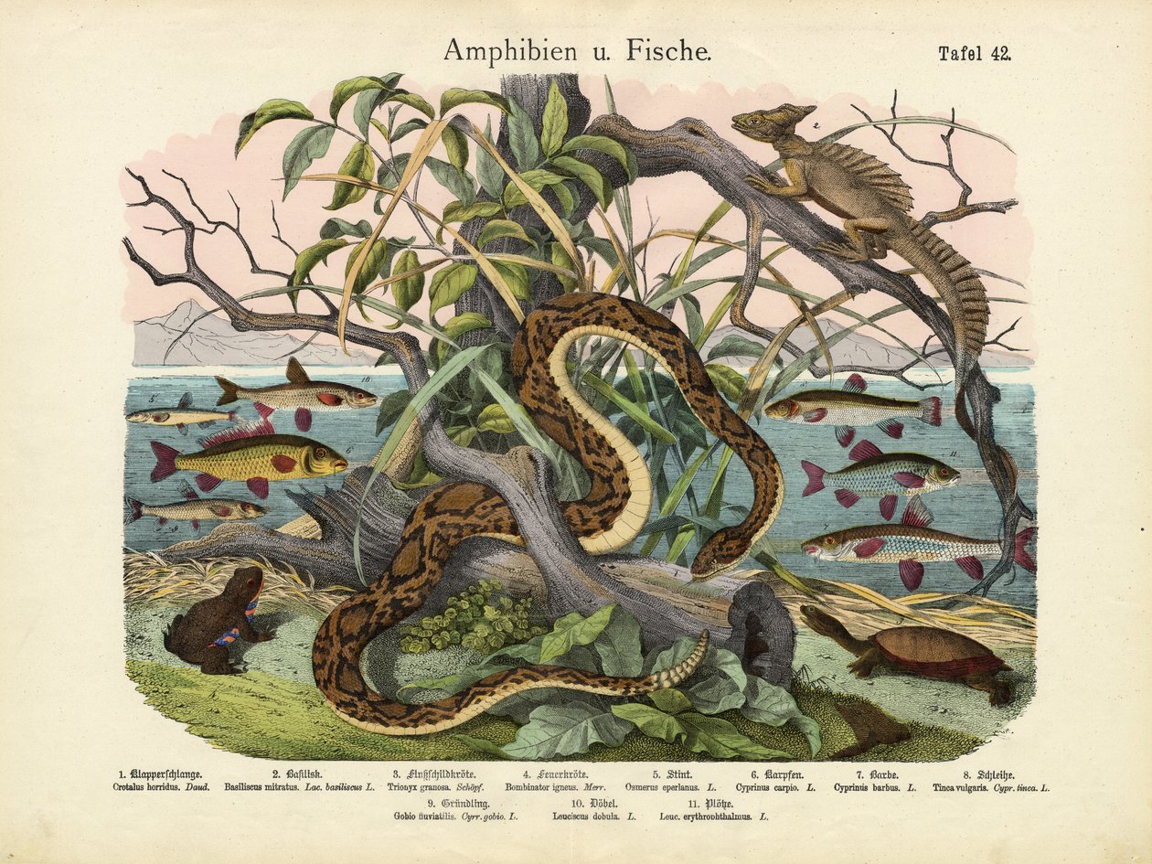 Amfibier och fiskar, ca 1860 av German School