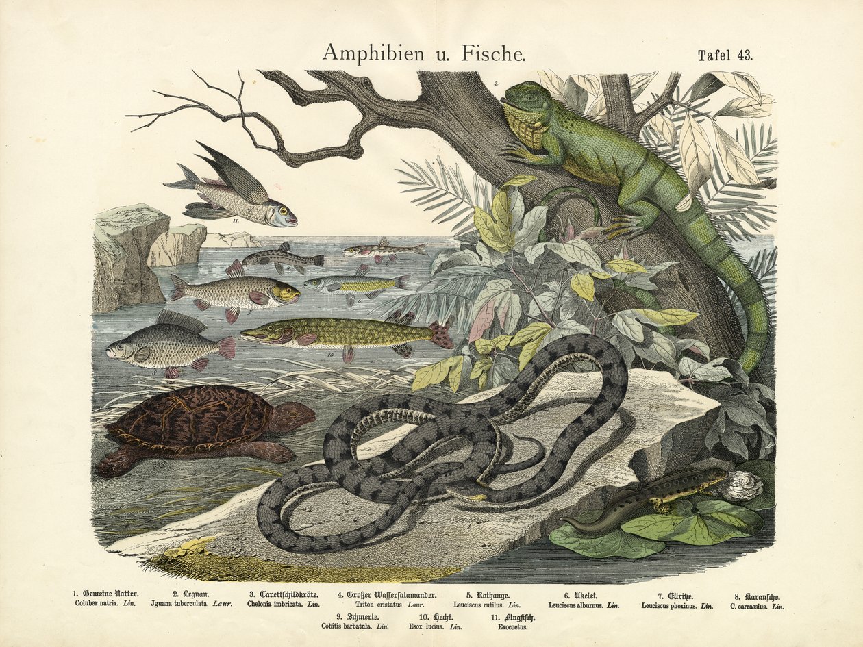 Amfibier och fiskar, ca 1860 av German School