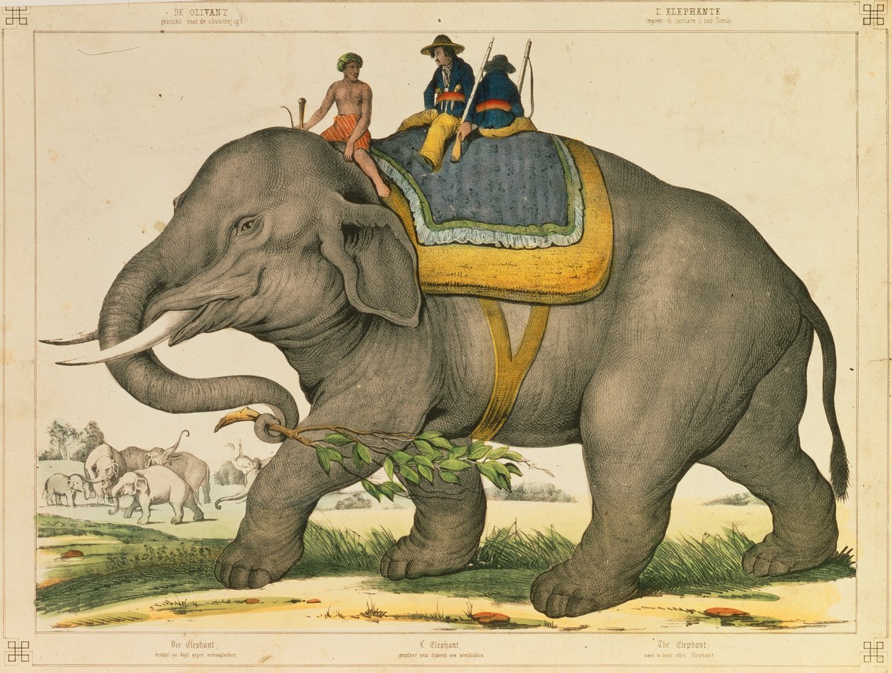 En elefant som brukade jaga sitt eget bildblad publicerat av Joseph Scholz, Mainz, ca 1860 av German School