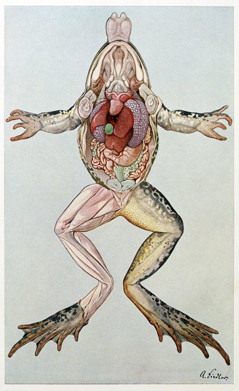 Anatomiskt tvärsnitt av en kvinnlig groda, från Brehms Tierleben, pub. 1860-tal (lito i färg) av German School
