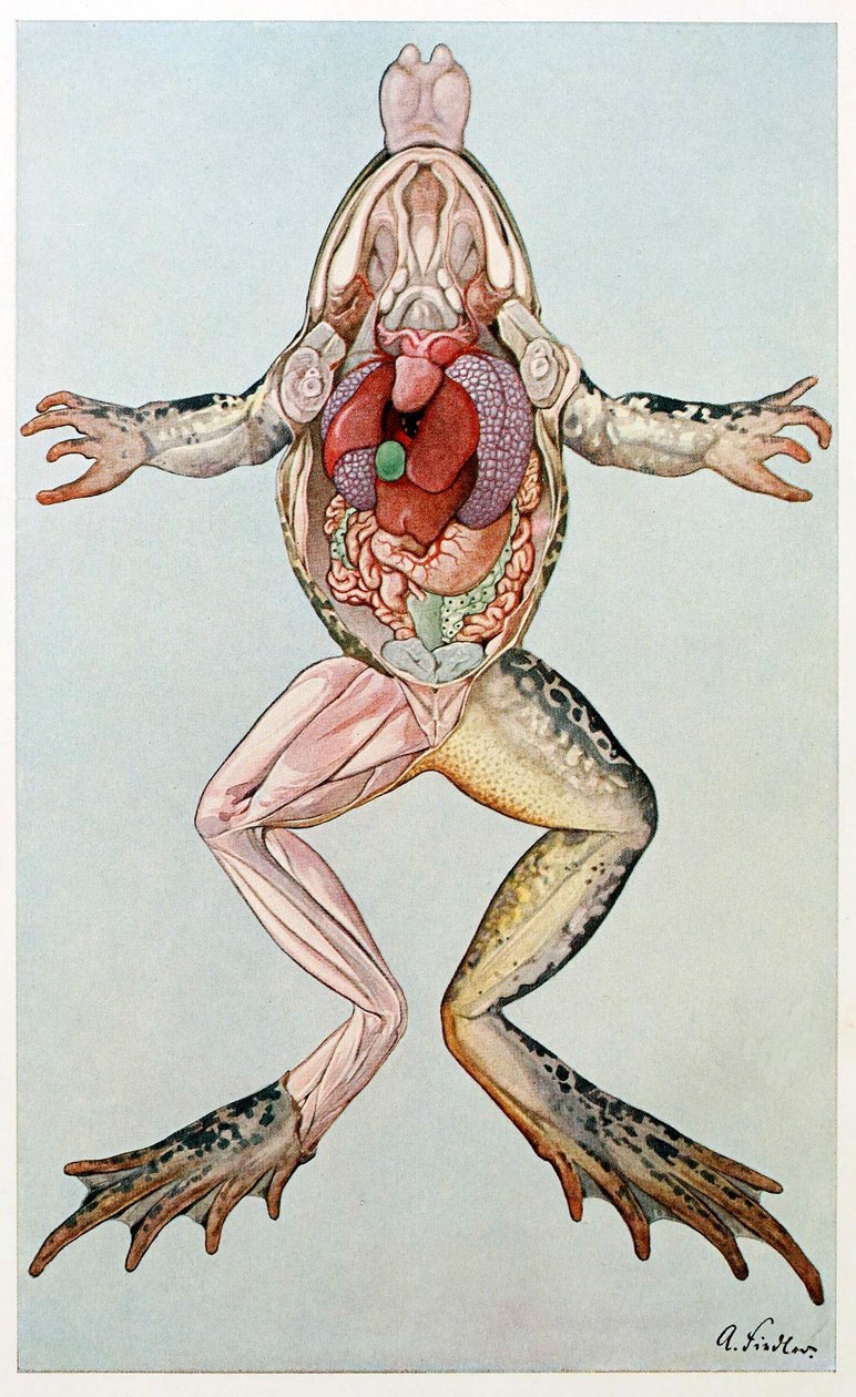 Anatomiskt tvärsnitt av en kvinnlig groda, från Brehms Tierleben, pub. 1860-talet. av German School