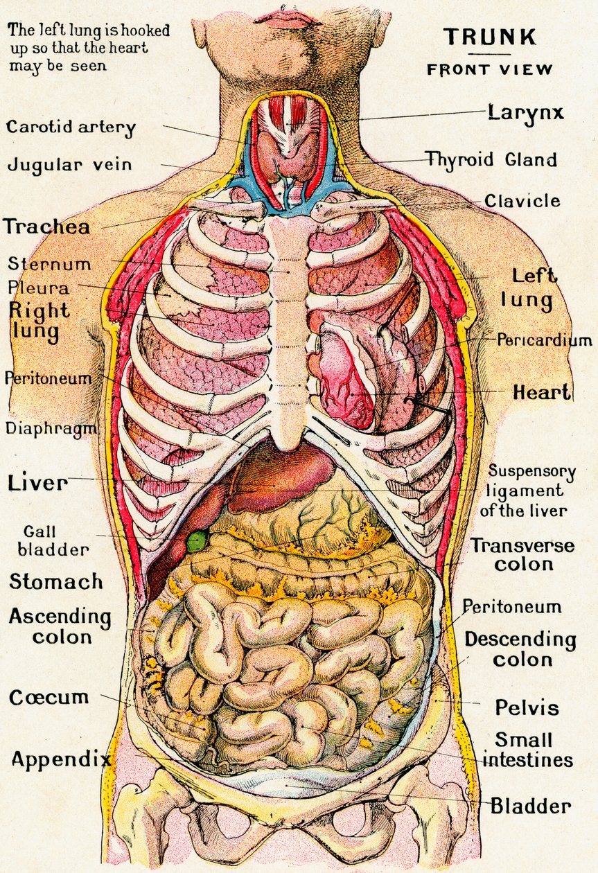Anatomisk syn på den mänskliga överkroppen av German School