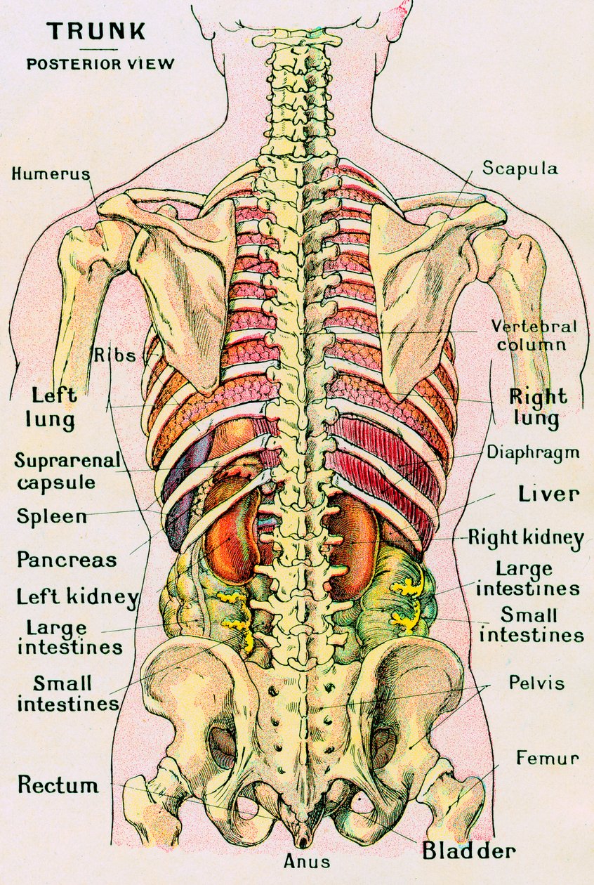 Anatomisk syn på den mänskliga överkroppen av German School