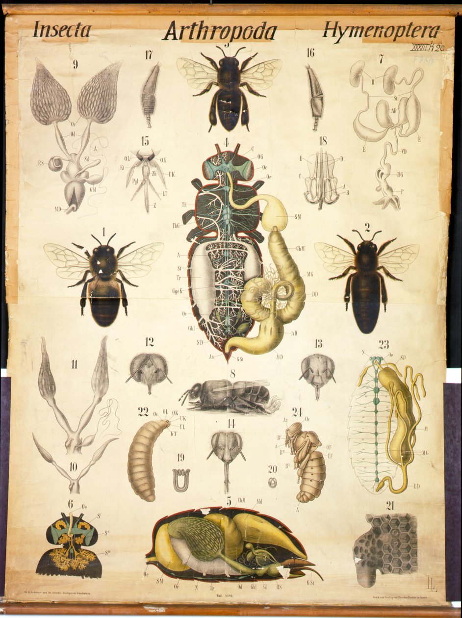 Anatomy of the Apis, No.XXVII, Leuckarts Zoological Wall Chart, 1877-98 av German School