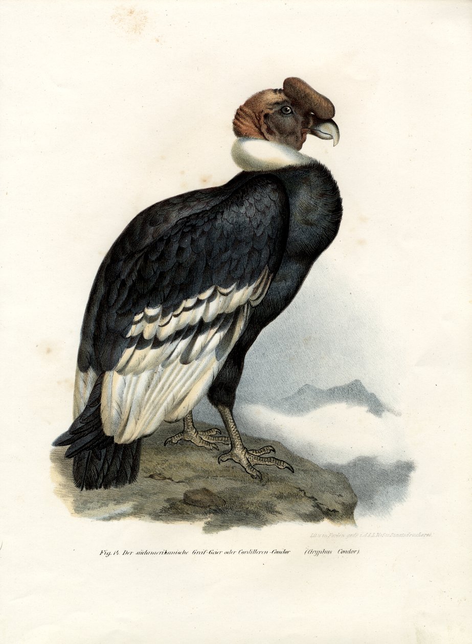 Andinska kondor, 1864 av German School