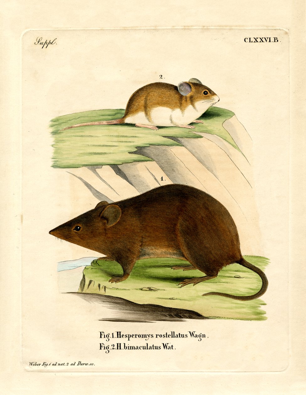 Andean Versper Mouse (färgad gravyr) av German School