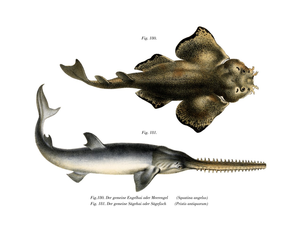 Angel Shark (färg litho) av German School