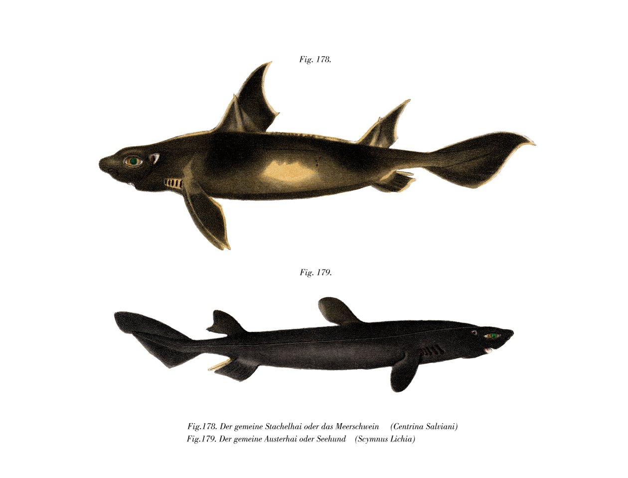 Angular Roughshark (färg litho) av German School