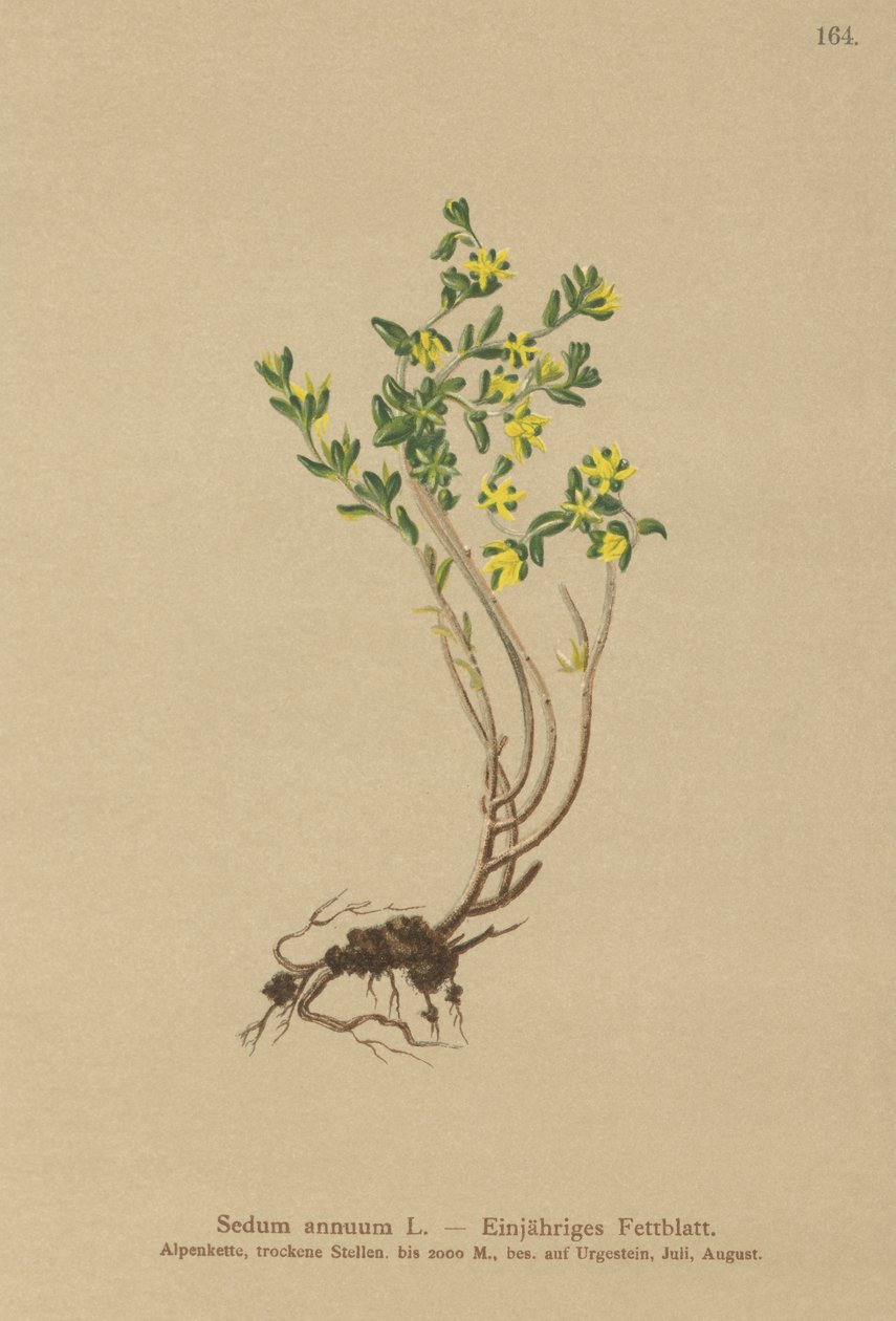 Årlig stengröda (Sedum annuum) av German School