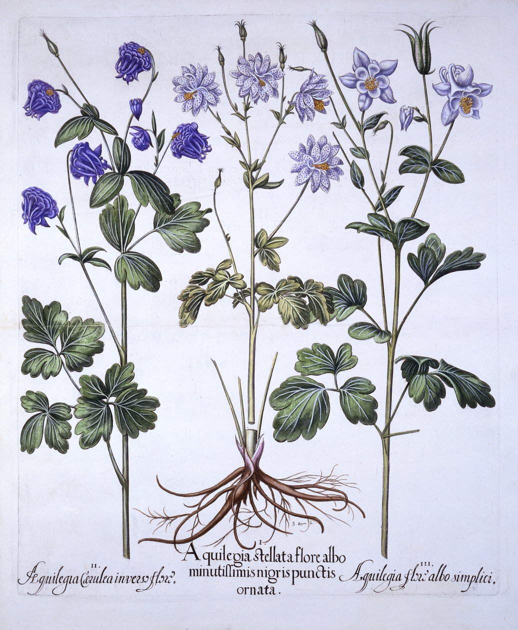 Aquilegia, från Hortus Eystettensis, av Basil Besler (1561-1629), pub. 1613 (handfärgad gravyr) av German School