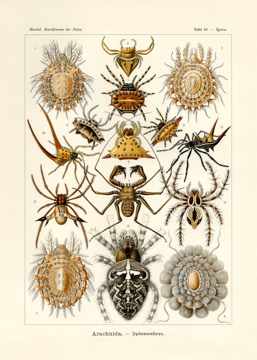 Arachnida, 1899-1904 av German School