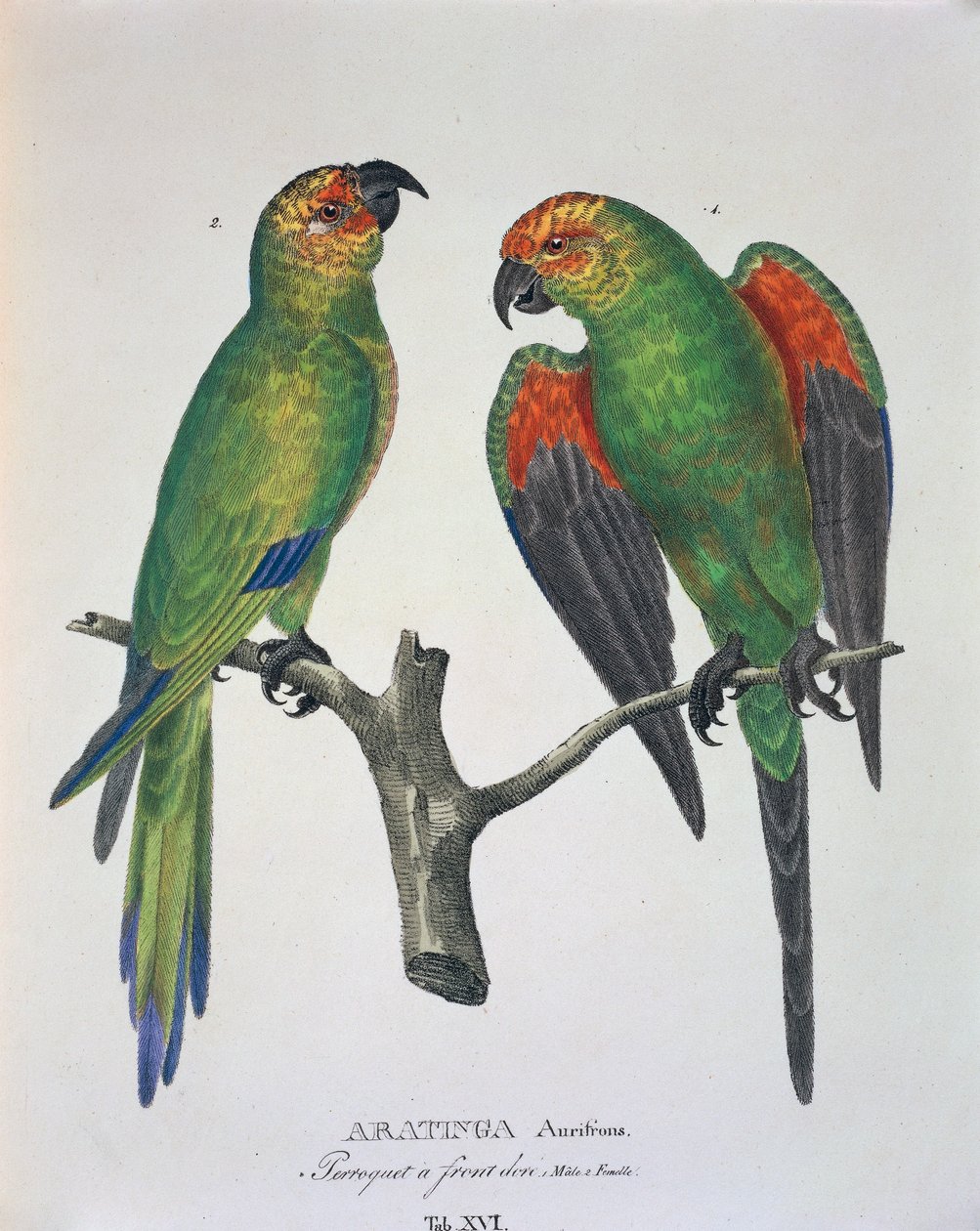 Aratinga Aurifrons (hane och hona), Tabell XVI från 