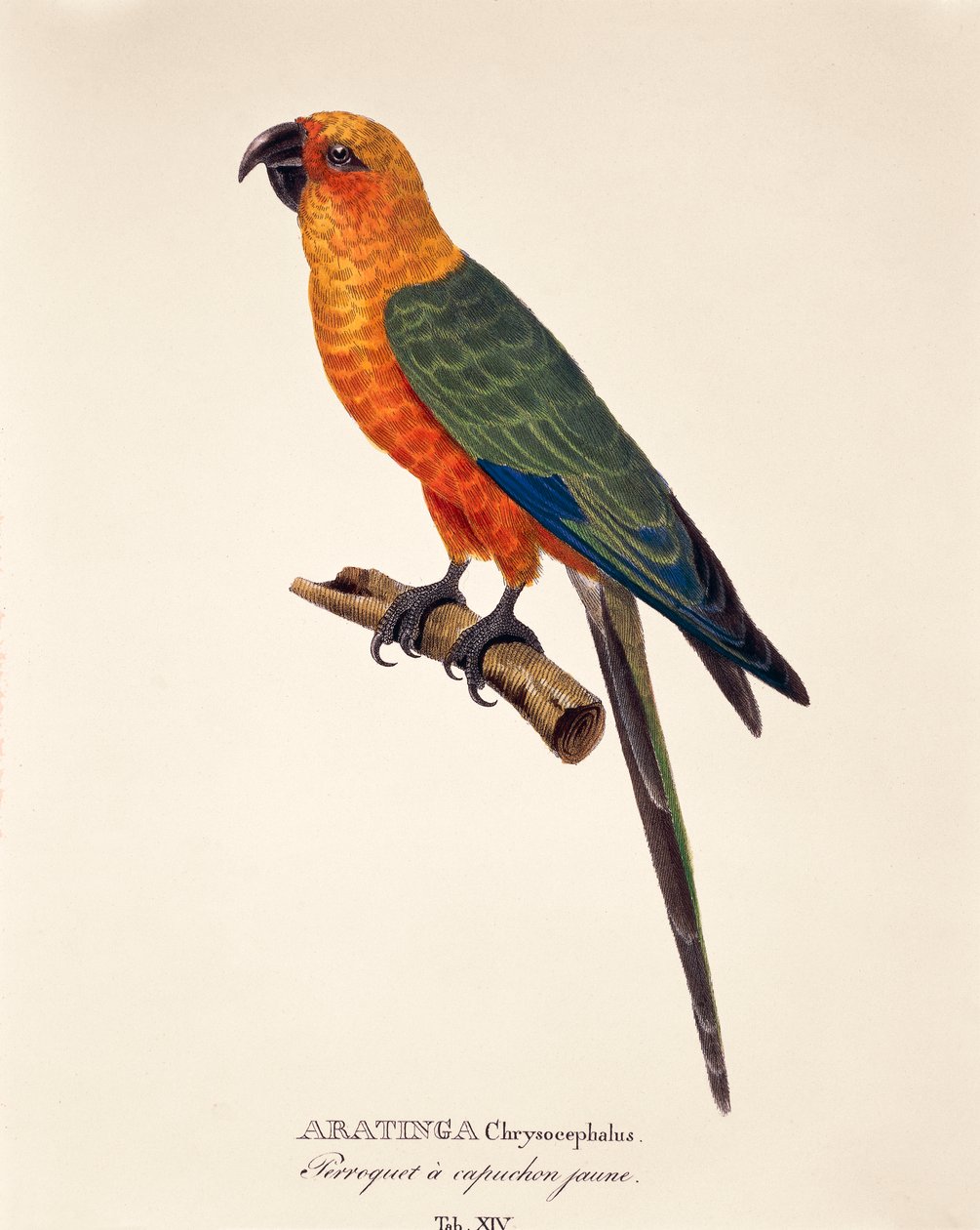 Aratinga Chrysocephalus, tabell XIV från 
