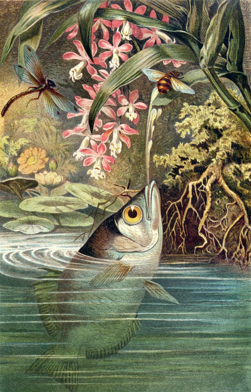 Archerfish, tallrik från Brehms Animal Life: General Knowledge of the Animal Kingdom, vol.8, s.49, publicerad av Bibliographic Institute, 1892 av German School