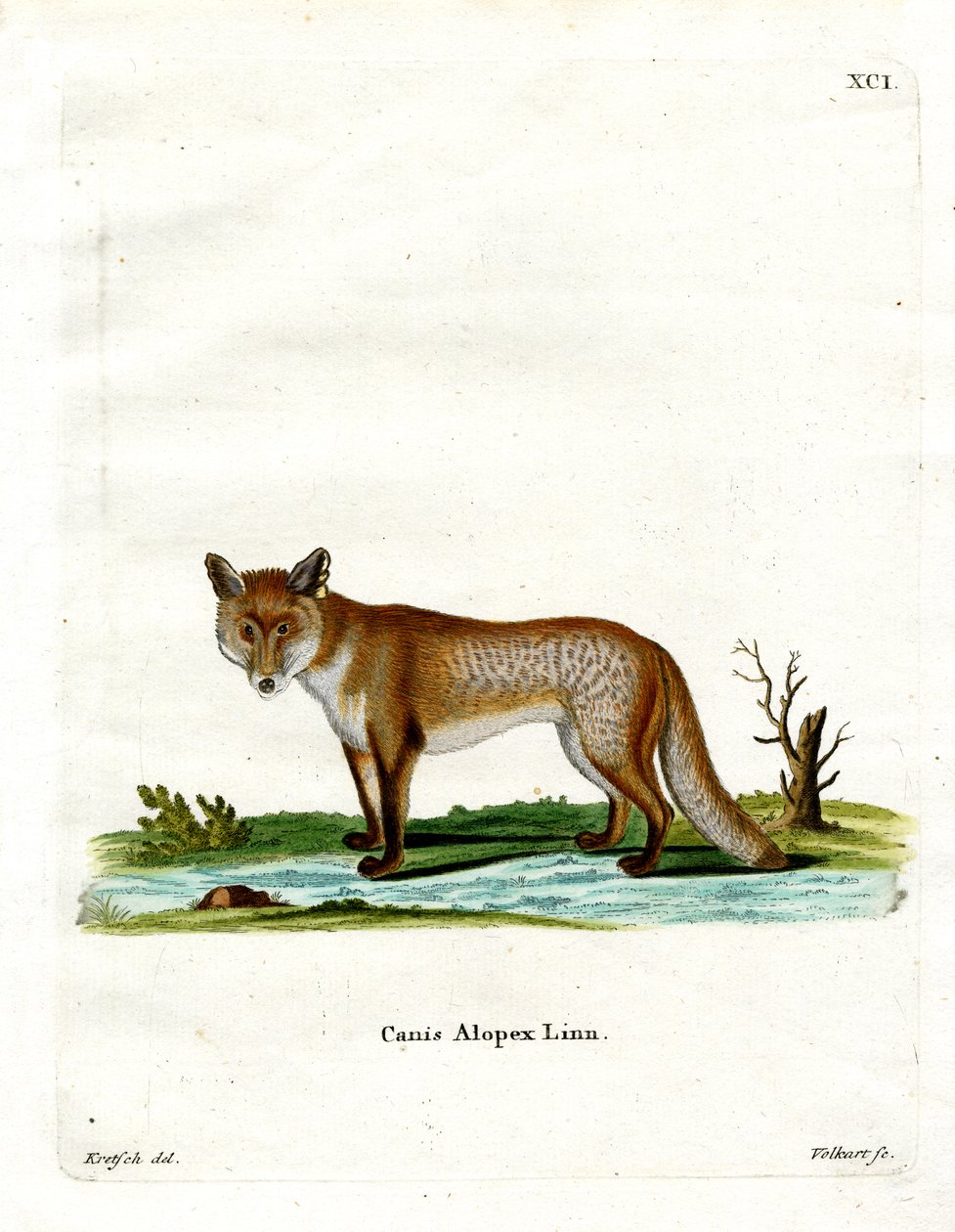 Arctic Fox (färgad gravyr) av German School
