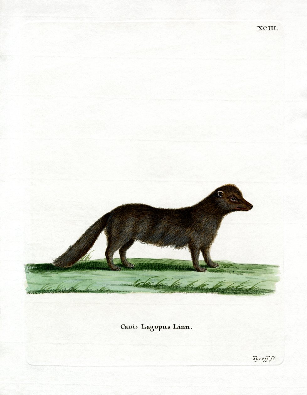 Arctic Fox (färgad gravyr) av German School