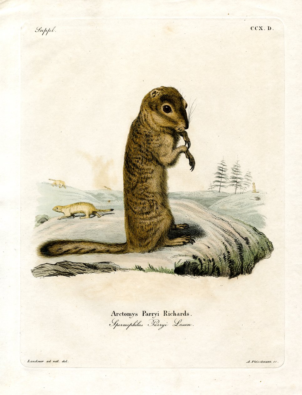 Arctic Ground Squirrel (färgad gravyr) av German School