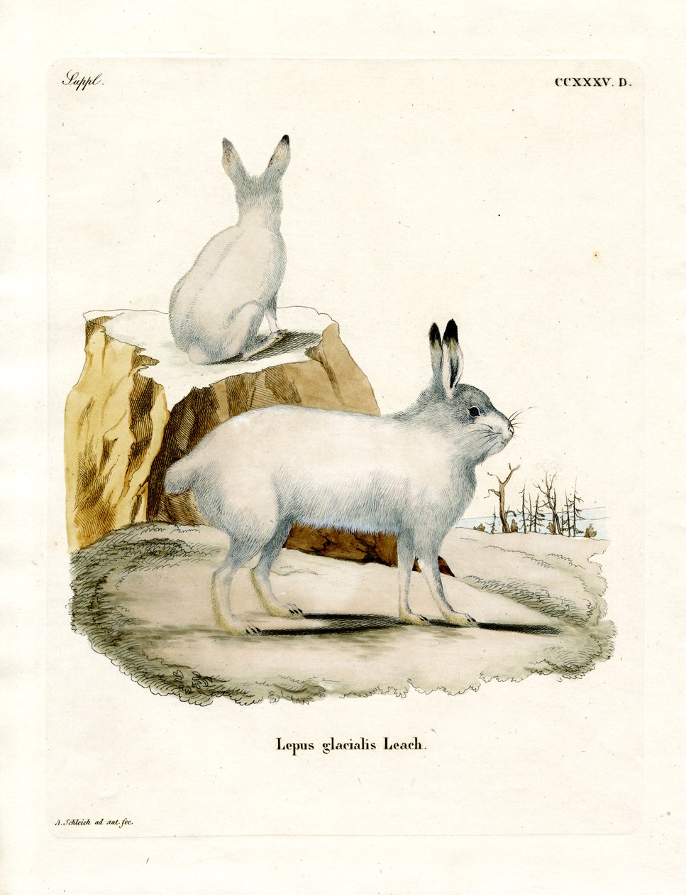 Arctic Hare (färgad gravyr) av German School