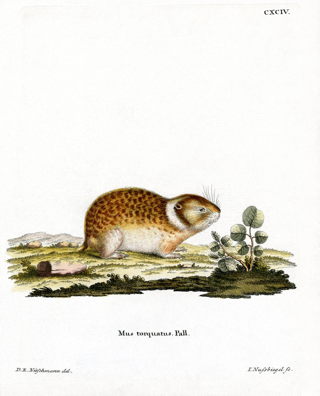 Arctic Lemming (färgad gravyr) av German School