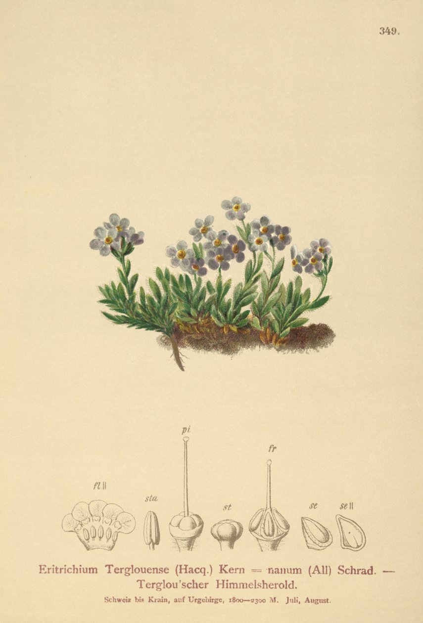 Arktisk förgätmigej (Eritrichium nanum, Eritrichium Terglouense) av German School