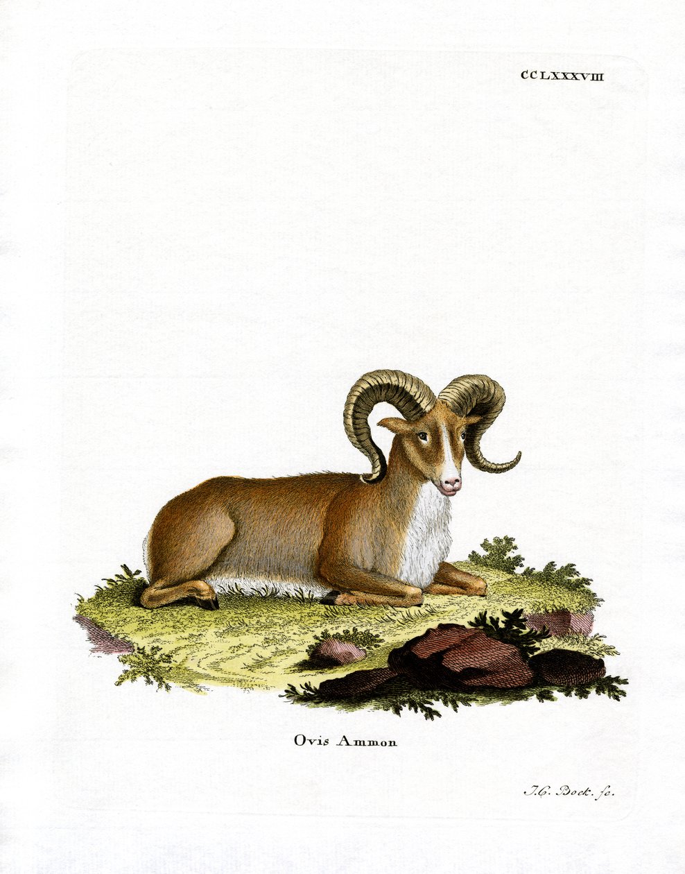 Argali (färgad gravyr) av German School