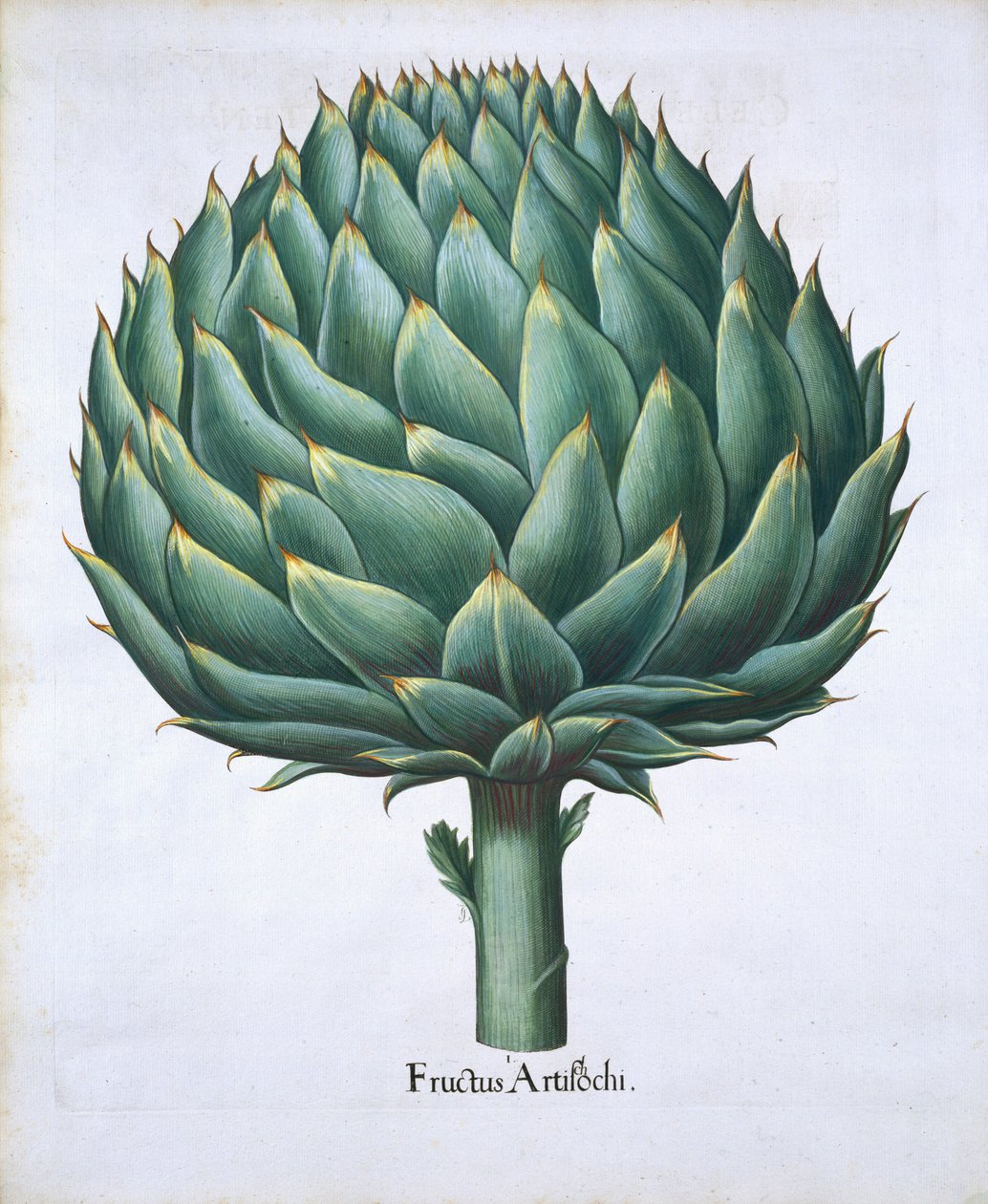 Kronärtskocka från Hortus Eystettensis av Basil Besler (1561-1629) pub. 1613 (handfärgad gravyr) av German School