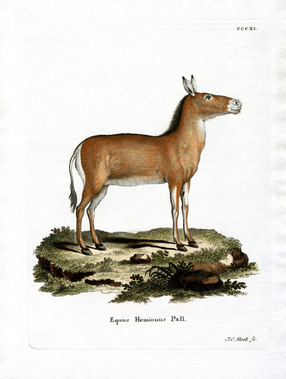 Asian Wild Ass (färgad gravyr) av German School