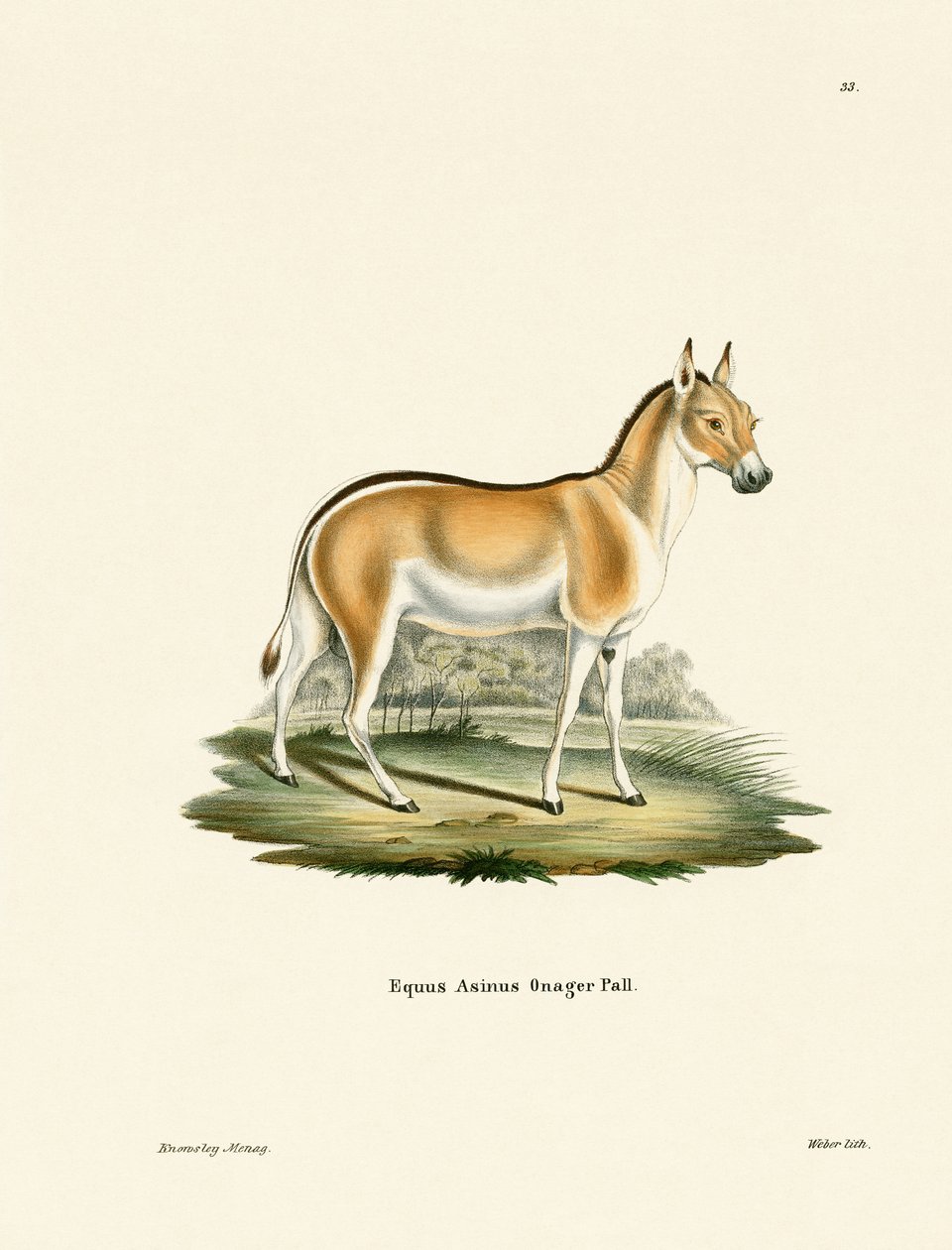 Asian Wild Ass (färgad gravyr) av German School