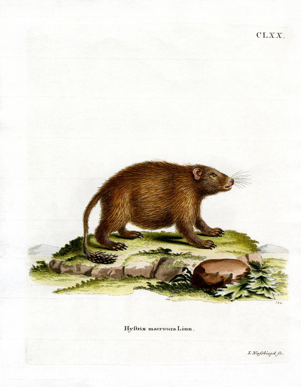 Asiatisk borststjärtspigg (färgad gravyr) av German School