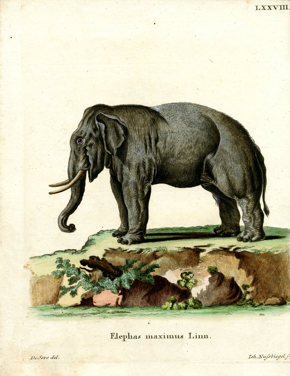 Asiatisk elefant (färgad gravyr) av German School