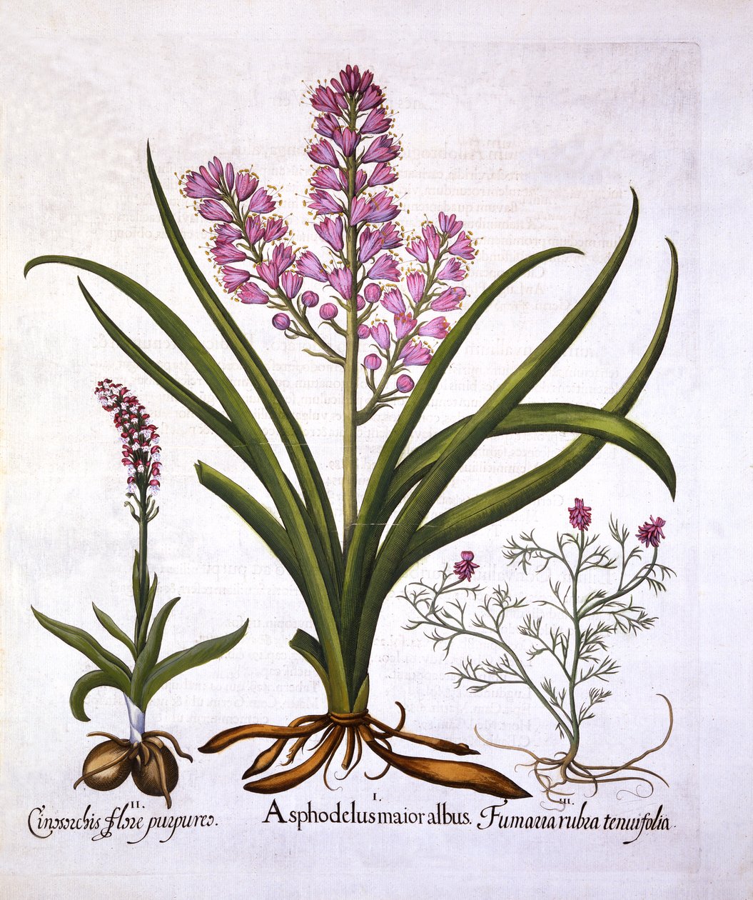 Asphodel, Burnt Orchid och Fumaria Spicata, från Hortus Eystettensis, av Basil Besler (1561-1629), pub. 1613 (handfärgad gravyr) av German School