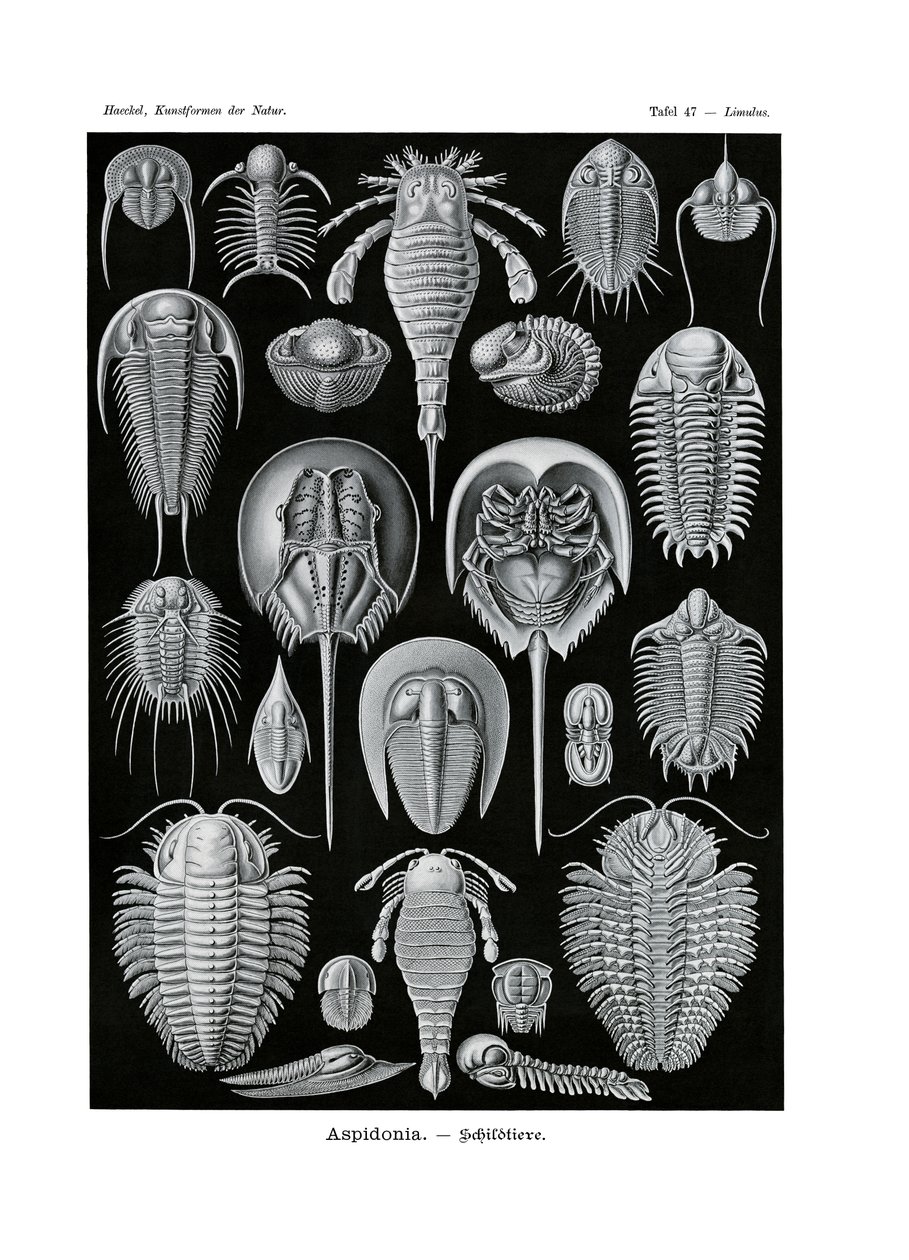 Aspidonia, 1899-1904 av German School