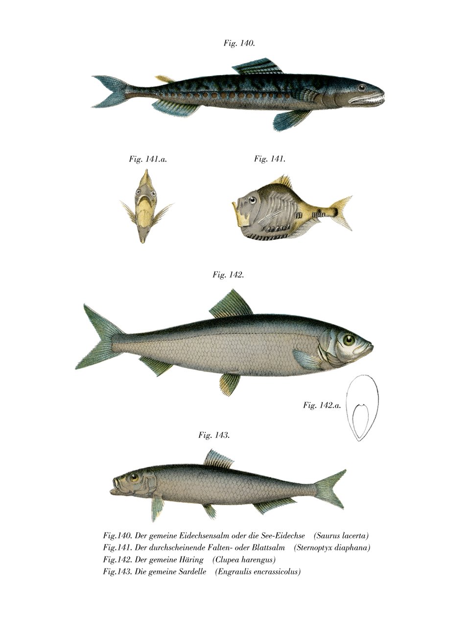 Atlantic Saury (färg litho) av German School