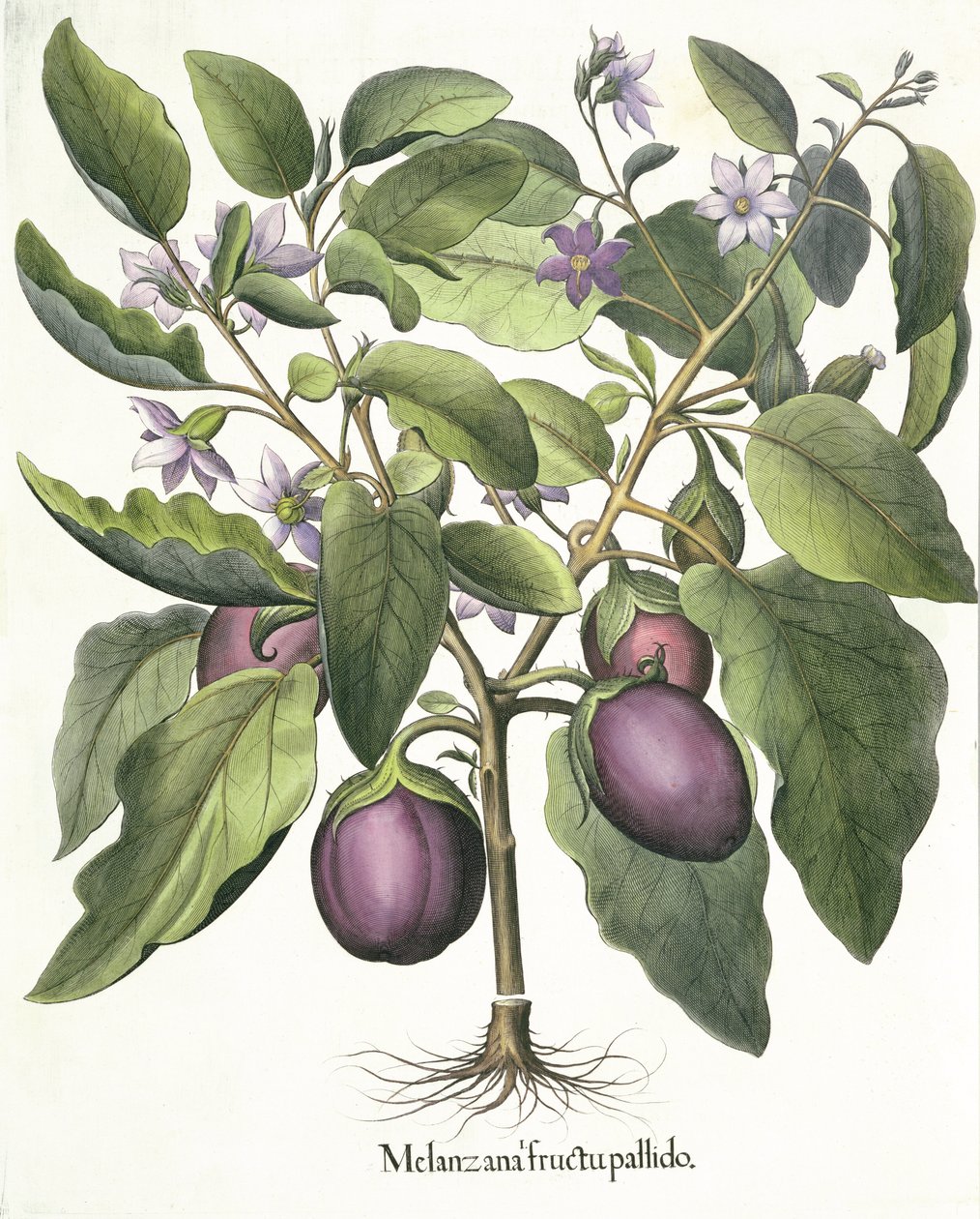 Aubergine: Melanzana blek frukt, från Hortus Eystettensis av Basil Besler (1561-1629), pub. 1613 av German School